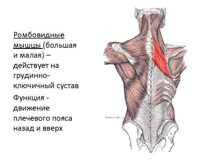 Ромбовидные мышцы (большая и малая) – действует на грудинноключичный сустав Функция движение плечевого пояса