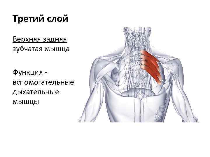Третий слой Верхняя задняя зубчатая мышца Функция вспомогательные дыхательные мышцы 