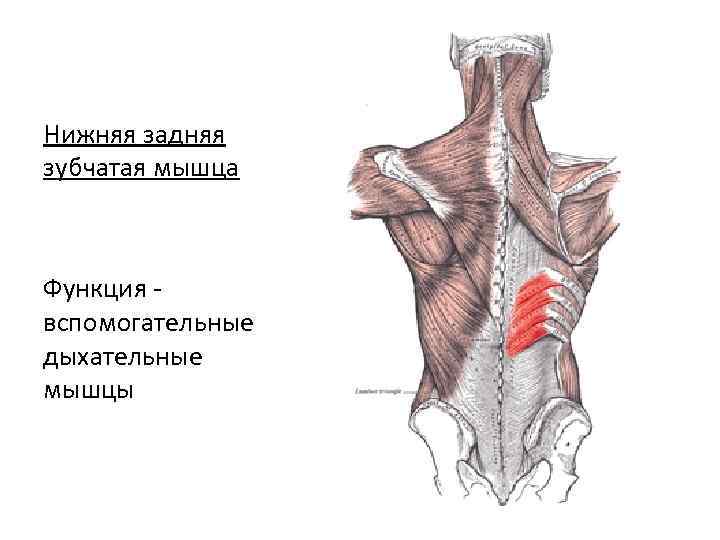 Нижняя задняя зубчатая мышца Функция вспомогательные дыхательные мышцы 