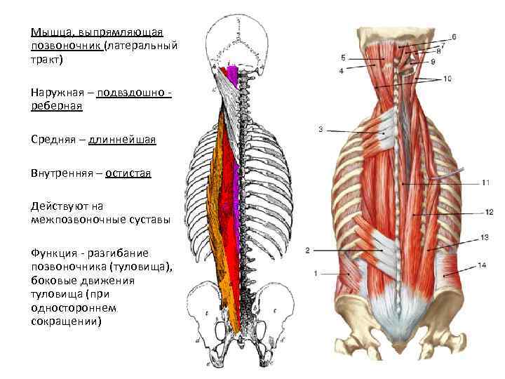 Мышца, выпрямляющая позвоночник (латеральный тракт) Наружная – подвздошно реберная Средняя – длиннейшая Внутренняя –