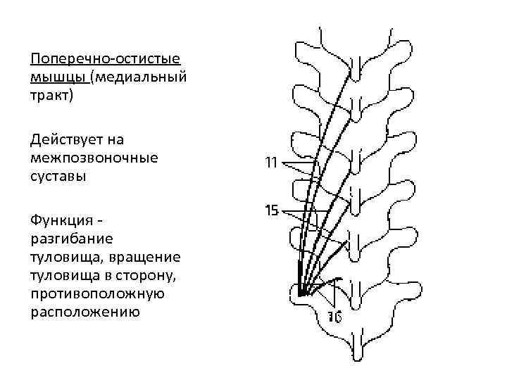 Остистая мышца. Медиальный тракт мышц спины. Поперечно остистая мышца функции. Функция поперечно-остистой мышцы спины:. Медиальный тракт (поперечно- остистые, межостистые, межпоперечные мм.).