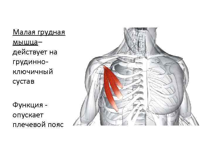Малая грудная мышца– действует на грудинноключичный сустав Функция опускает плечевой пояс 