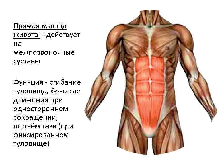 Прямая мышца живота – действует на межпозвоночные суставы Функция - сгибание туловища, боковые движения