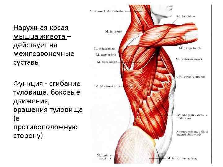 Внутренняя косая мышца живота животных