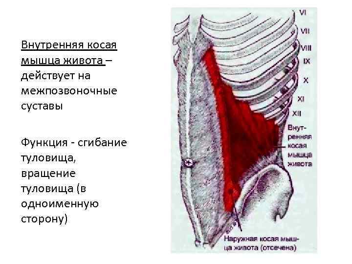 Мышцы сгибающие туловище