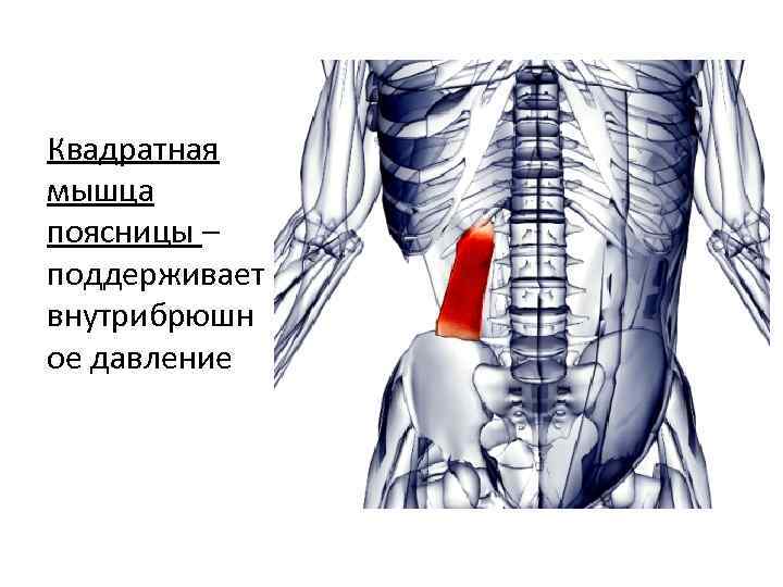 Квадратная мышца поясницы – поддерживает внутрибрюшн ое давление 