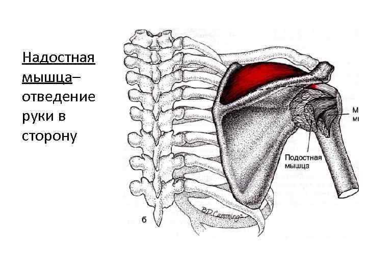 Надостная мышца– отведение руки в сторону 