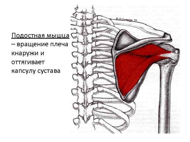 Подостная мышца фото