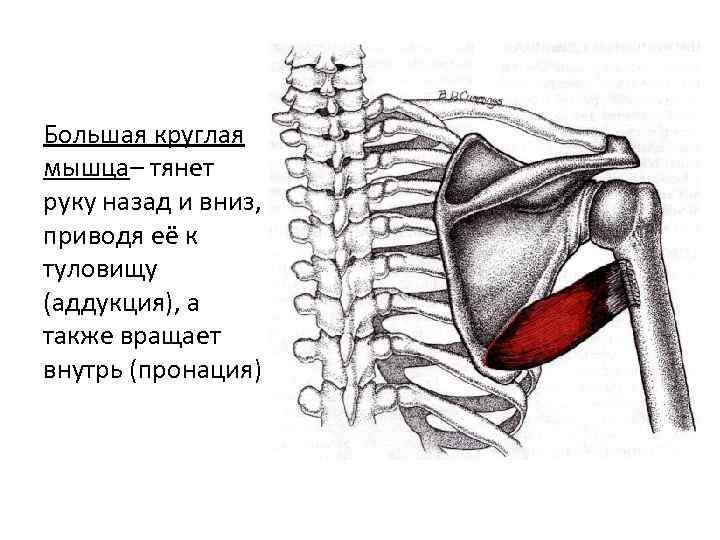 Большая круглая мышца– тянет руку назад и вниз, приводя её к туловищу (аддукция), а