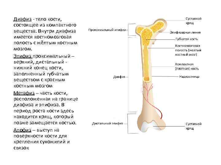 Диафиз - тело кости, состоящее из компактного вещества. Внутри диафиза имеется костномозговая полость с