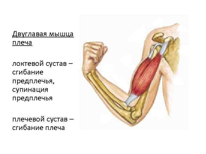 Двуглавая мышца плеча локтевой сустав – сгибание предплечья, супинация предплечья плечевой сустав – сгибание