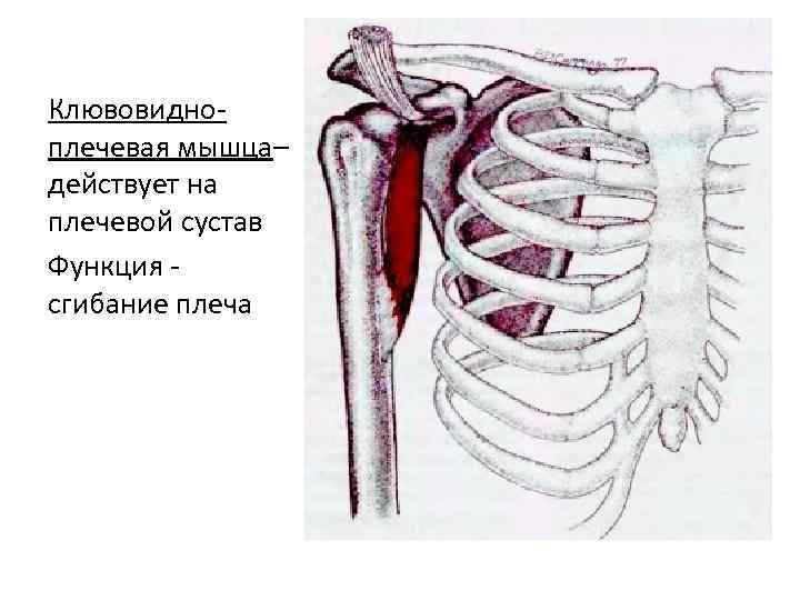 Клювовидноплечевая мышца– действует на плечевой сустав Функция сгибание плеча 
