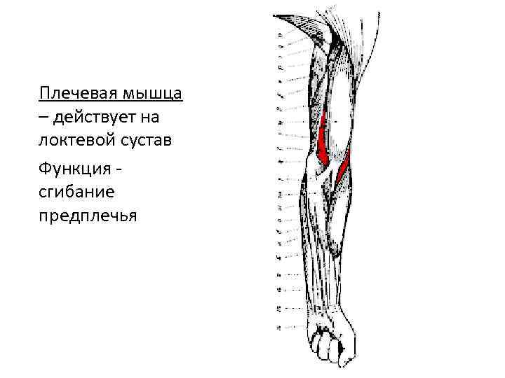 Плечевая мышца – действует на локтевой сустав Функция сгибание предплечья 