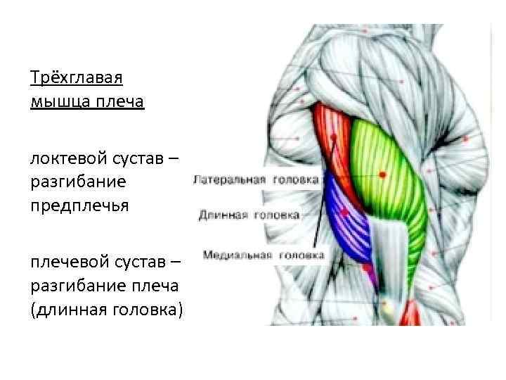 Трёхглавая мышца плеча локтевой сустав – разгибание предплечья плечевой сустав – разгибание плеча (длинная