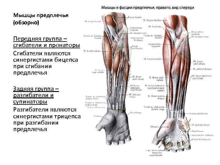Мышцы предплечья (обзорно) Передняя группа – сгибатели и пронаторы Сгибатели являются синергистами бицепса при