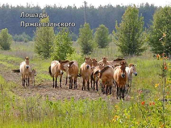 Лошадь Пржвевальского 