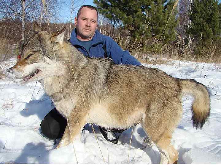 Самый большой в волк в мире фото