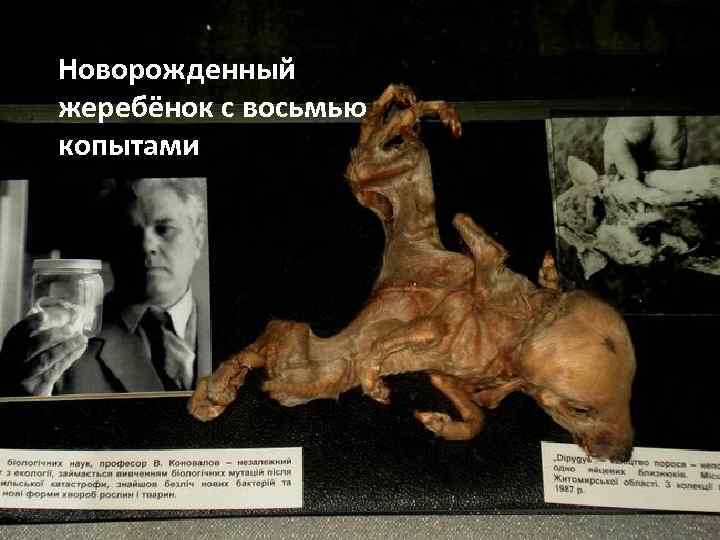 Новорожденный жеребёнок с восьмью копытами 