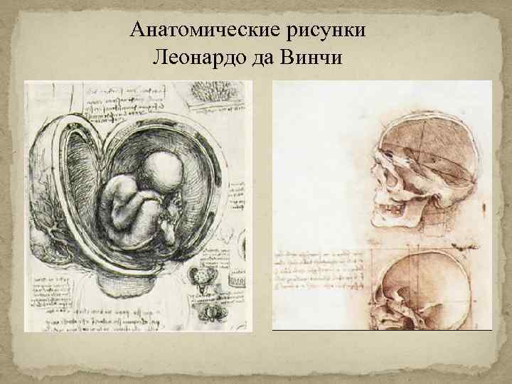Анатомические рисунки Леонардо да Винчи 