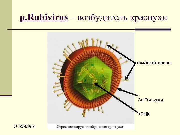 р. Rubivirus – возбудитель краснухи гемагглютинины Ап Гольджи +РНК Ø 55 -60 нм 