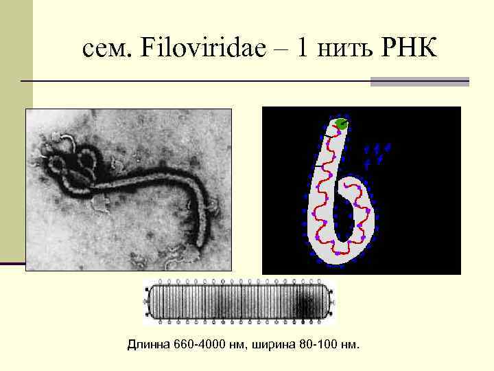 cем. Filoviridae – 1 нить РНК Длинна 660 -4000 нм, ширина 80 -100 нм.