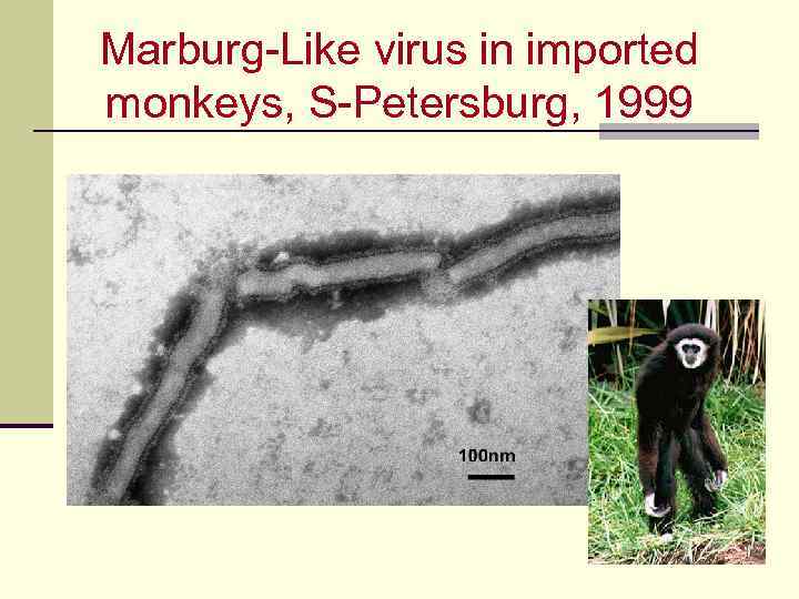 Marburg-Like virus in imported monkeys, S-Petersburg, 1999 