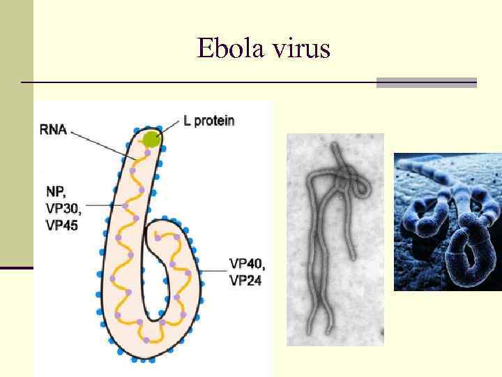 Ebola virus 