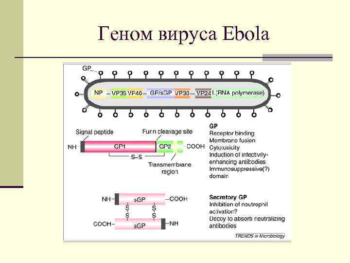 Геном вируса Ebola 