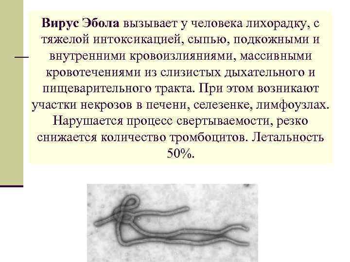Вирус Эбола вызывает у человека лихорадку, с тяжелой интоксикацией, сыпью, подкожными и внутренними кровоизлияниями,