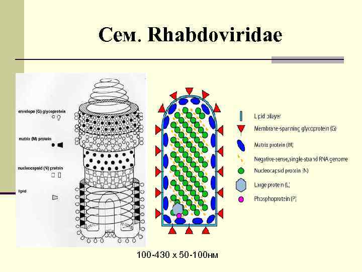 Сем. Rhabdoviridae 100 -430 х 50 -100 нм 