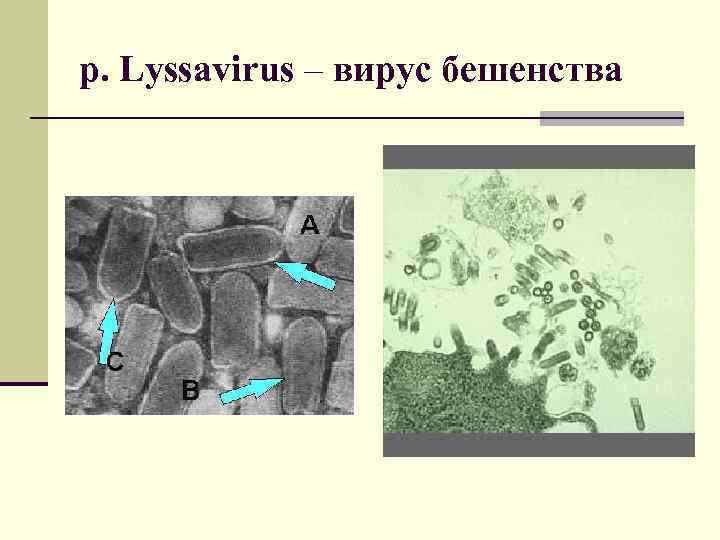 р. Lyssаvirus – вирус бешенства 