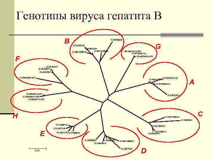 Генотипы вируса гепатита В B S-X 97850 -B S-D 00331 -B S-M 54923 -B