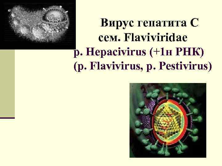  Вирус гепатита С сем. Flaviviridae р. Hepacivirus (+1 н РНК) (p. Flavivirus, p.