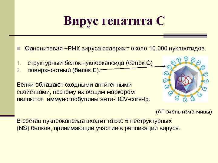 Вирус гепатита С n Однонитевая +РНК вируса содержит около 10. 000 нуклеотидов. 1. 2.