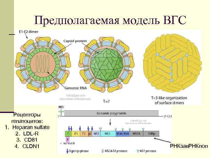 Предполагаемая модель ВГС Рецепторы гепатоцитов: 1. Heparan sulfate 2. LDL-R 3. CD 81 4.