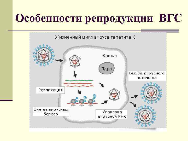  Особенности репродукции ВГС 
