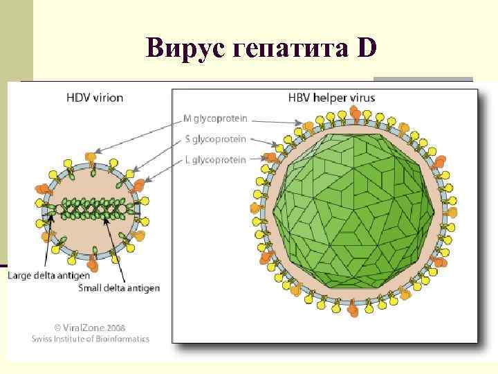 Вирус гепатита D 