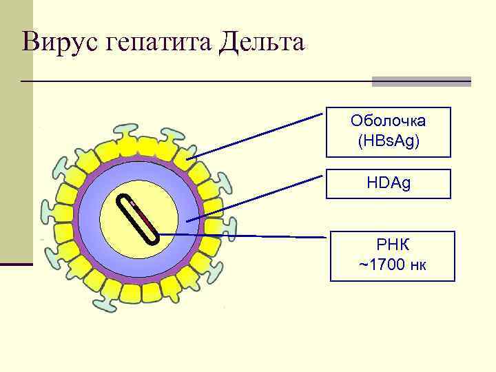 Вирус гепатита Дельта Оболочка (HBs. Ag) HDAg РНК ~1700 нк 