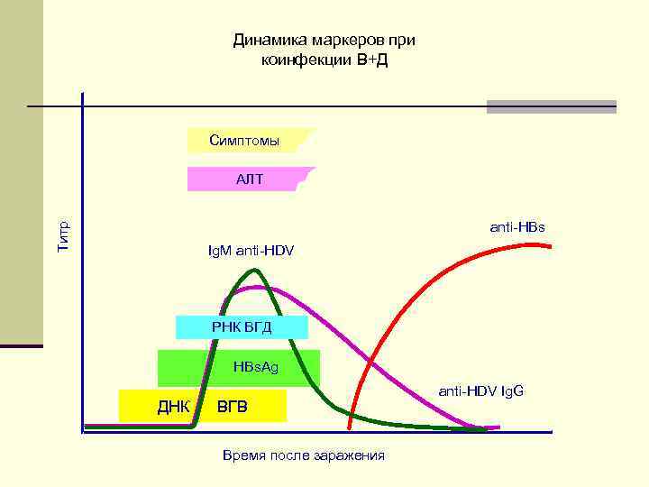Динамика маркеров при коинфекции В+Д Симптомы АЛТ Титр anti-HBs Ig. M anti-HDV РНК ВГД
