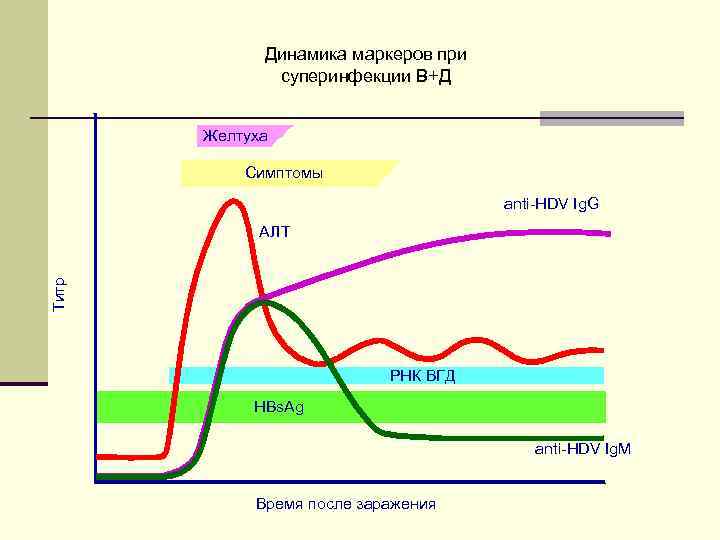 Динамика маркеров при суперинфекции В+Д Желтуха Симптомы anti-HDV Ig. G Титр АЛТ РНК ВГД