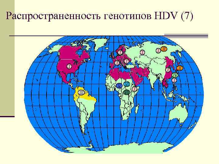Распространенность генотипов HDV (7) I I II I V VI III VII IV I
