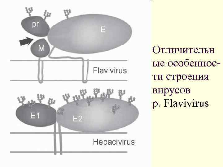 Отличительн ые особенности строения вирусов p. Flavivirus 