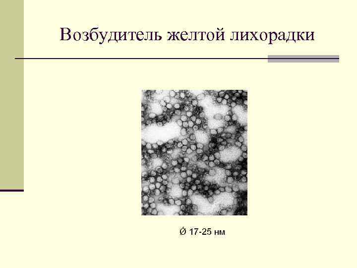 Возбудитель желтой лихорадки Ǿ 17 -25 нм 