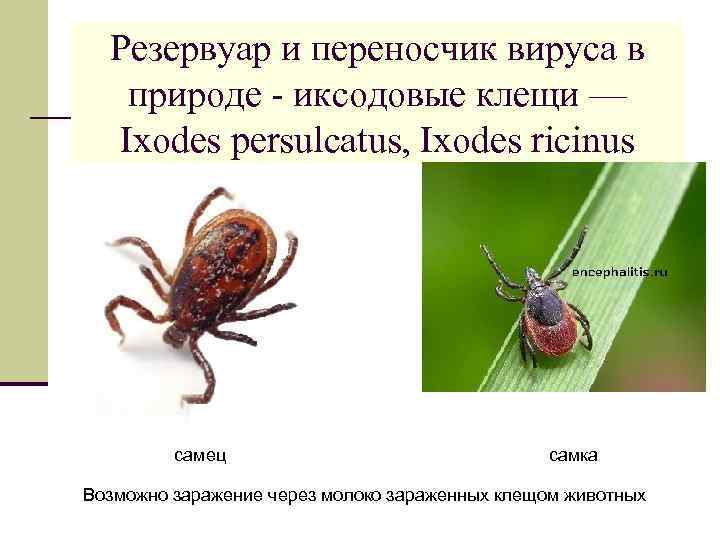 Резервуар и переносчик вируса в природе - иксодовые клещи — Ixodes persulcatus, Ixodes ricinus