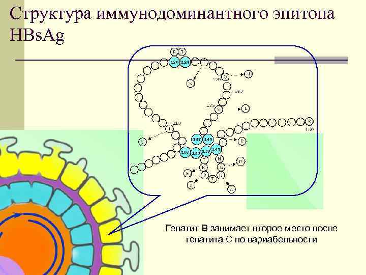 Структура иммунодоминантного эпитопа HBs. Ag Гепатит В занимает второе место после гепатита С по