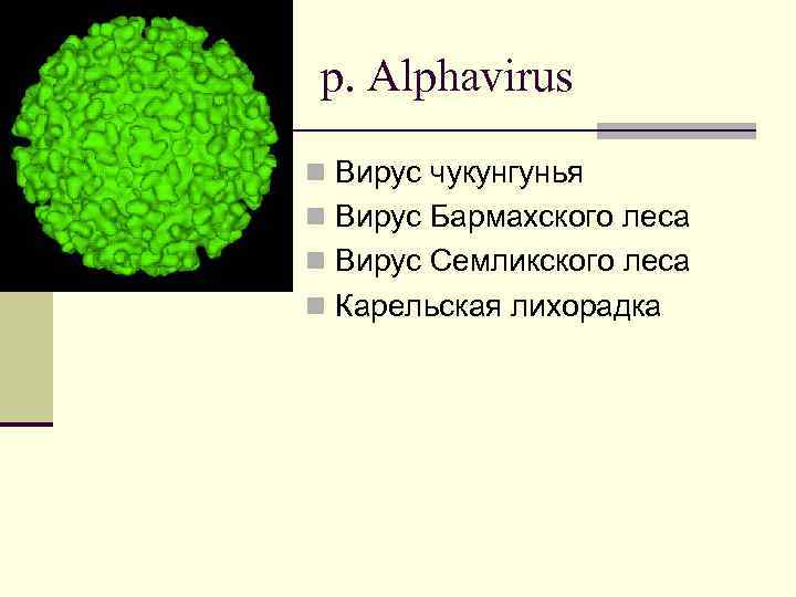 p. Alphavirus n Вирус чукунгунья n Вирус Бармахского леса n Вирус Семликского леса n