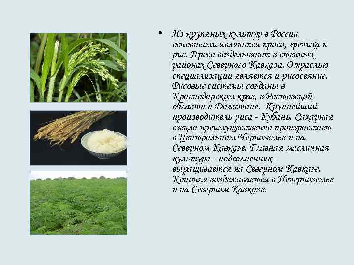  • Из крупяных культур в России основными являются просо, гречиха и рис. Просо