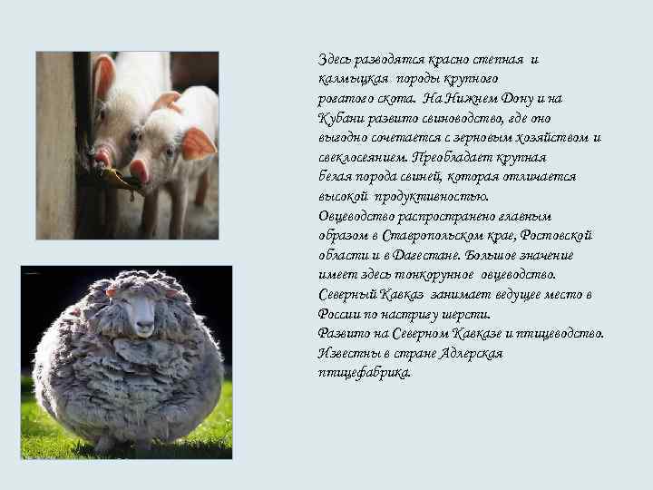 Здесь разводятся красно степная и калмыцкая породы крупного рогатого скота. На Нижнем Дону и