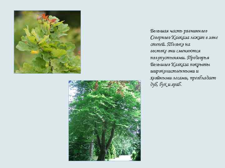Большая часть равнинного Северного Кавказа лежит в зоне степей. Только на востоке они сменяются