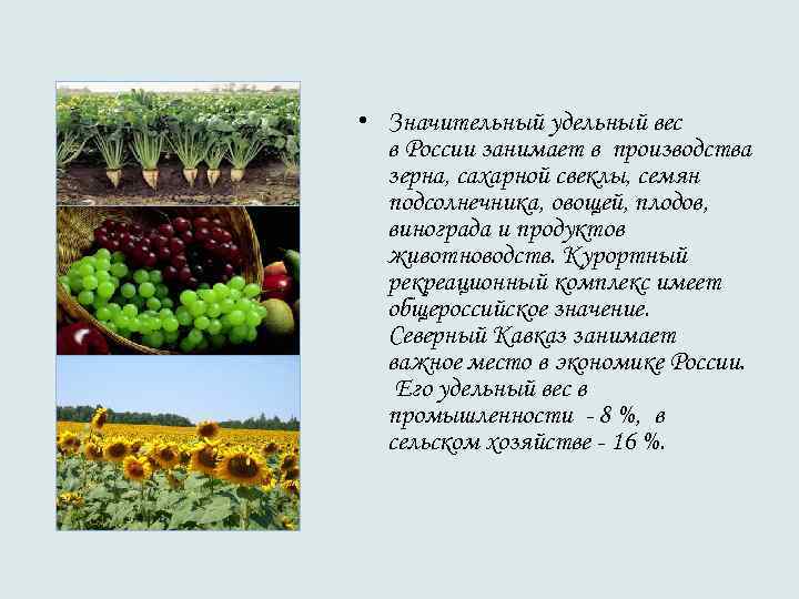  • Значительный удельный вес в России занимает в производства зерна, сахарной свеклы, семян